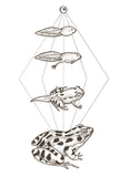 Metamorphosis Print