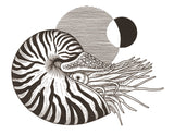 Nautilus Print