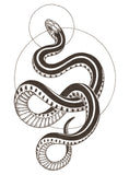Snake Print